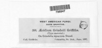 Aecidium grindeliae image